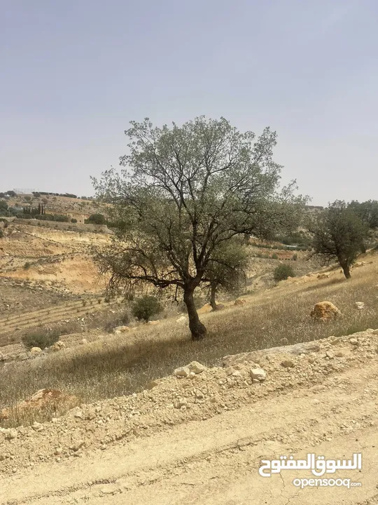 ارض زراعيه للبيع في اجمل مناطق العالوك