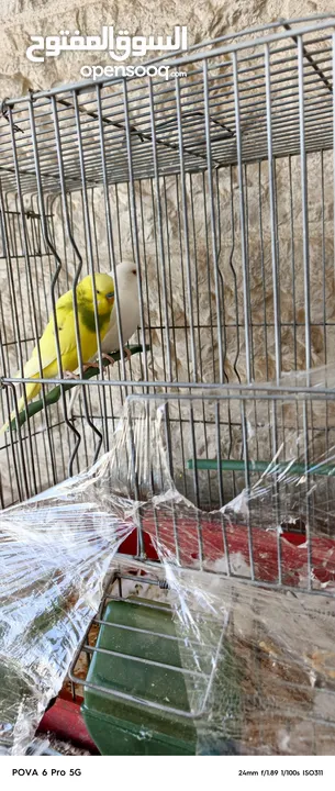 عصافير حب للبيع مع القفص