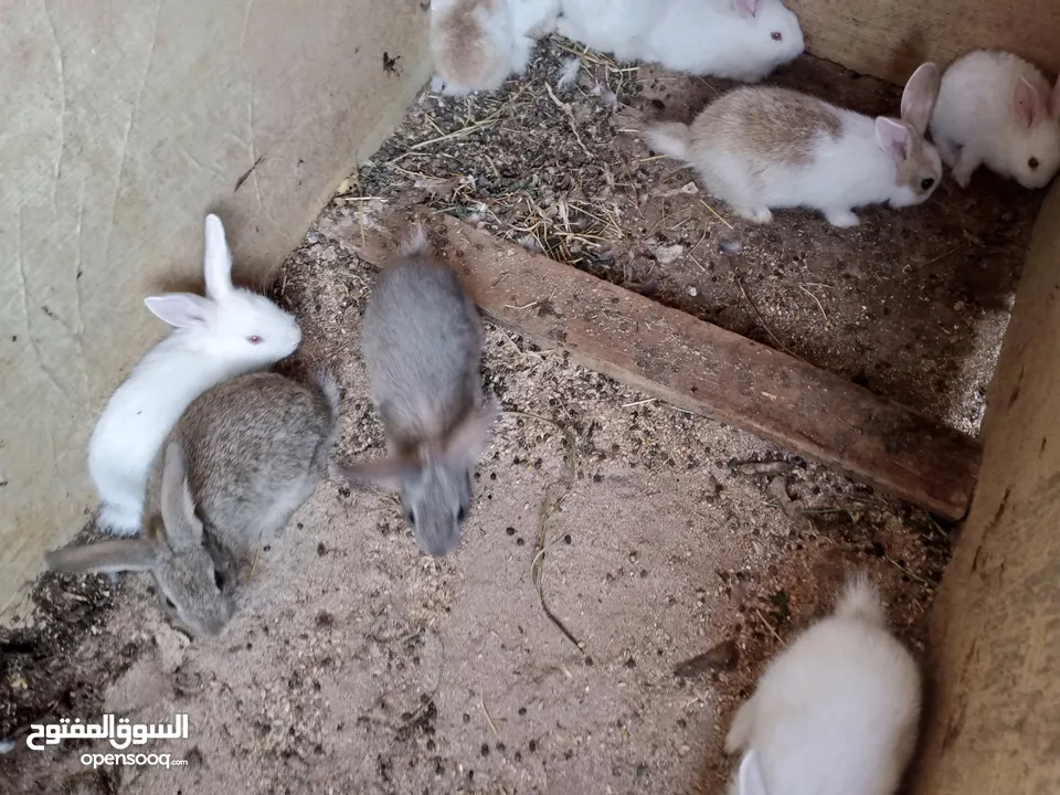 أرانب بلدي و فرنسي للبيع  ديوك بلدي للبيع