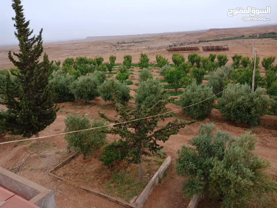 أرض فلاحية محفظة نواحي جرسيف