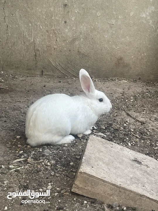 ذكر بلدي شغال للبدل على ذكر كنار