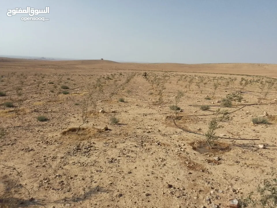 عشره دنمات للبيع
