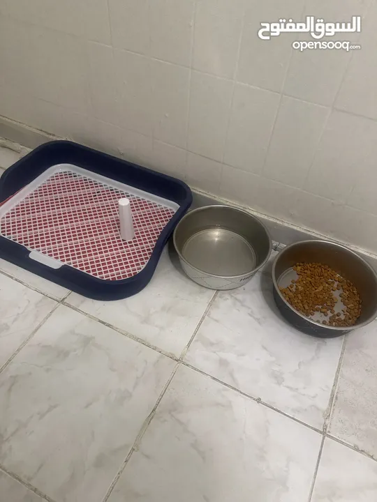 للبيع – كلب مالتيز ذكر – 8 أشهر – الرياض  For Sale – Male Maltese Dog – 8 Months – Riyadh