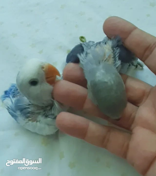 lovebirds chicks