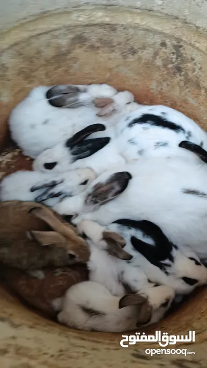 أرانب عدد7 كبير و2 صغير ديك حبش ديوك بلدي عدد 5