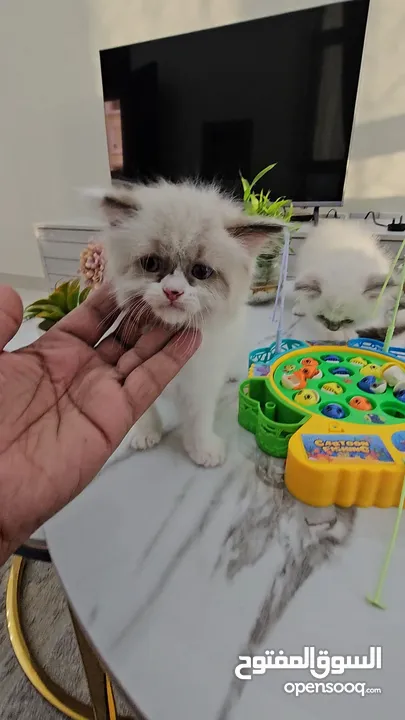 RAGDOLL-SEALPOINT-BLUE EYES KITTENS