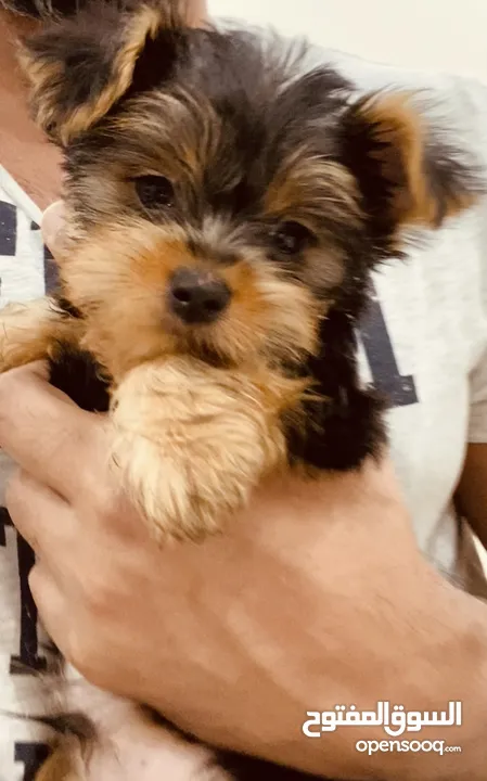 Yorkshire Terrier , 3 months old