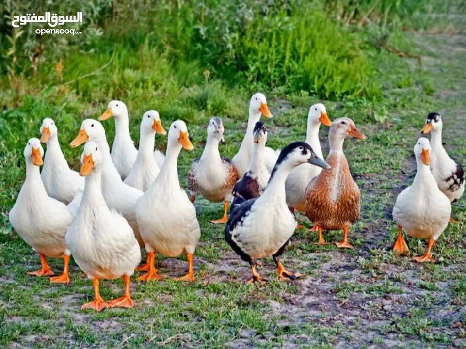 بط محلي أبيض للبيع في مدينة العين الظاهر - Ducks for sale in Al Ain