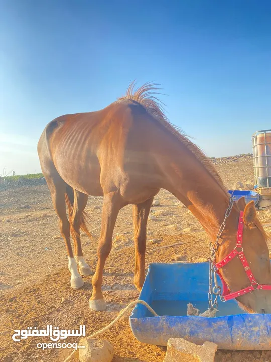 خيل  لبيع العمر سنتين فرس انثى