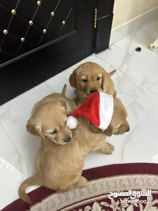 Golden retriever puppies