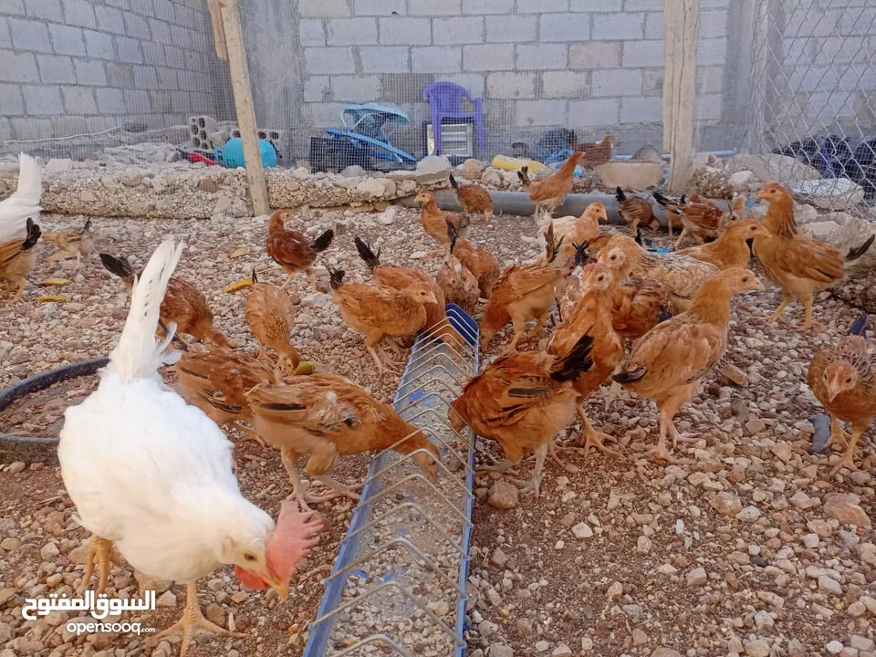 صوص بلدي للبيع