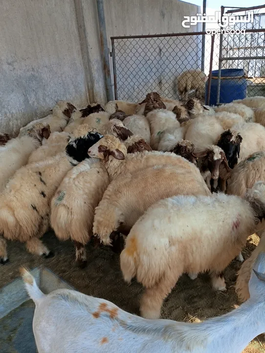 ذبيح للبيع طيبه سمان عزيمه ثلاجه خرفان طيبة هرفي جذع وتساب اتصال لتوصيل جميع مناطق قطر سوري بلدي