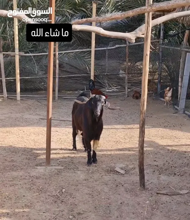 تيس مخصاي سمين ونظيف