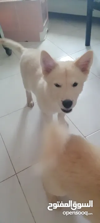 Golden mix with Husky