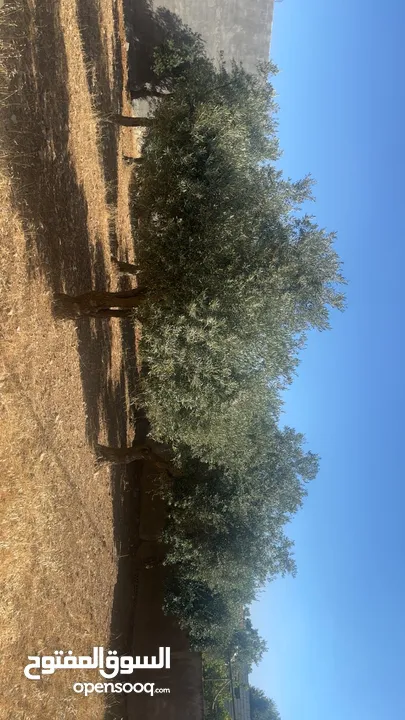 بيت للبيع في منطقة ناعور حسبان