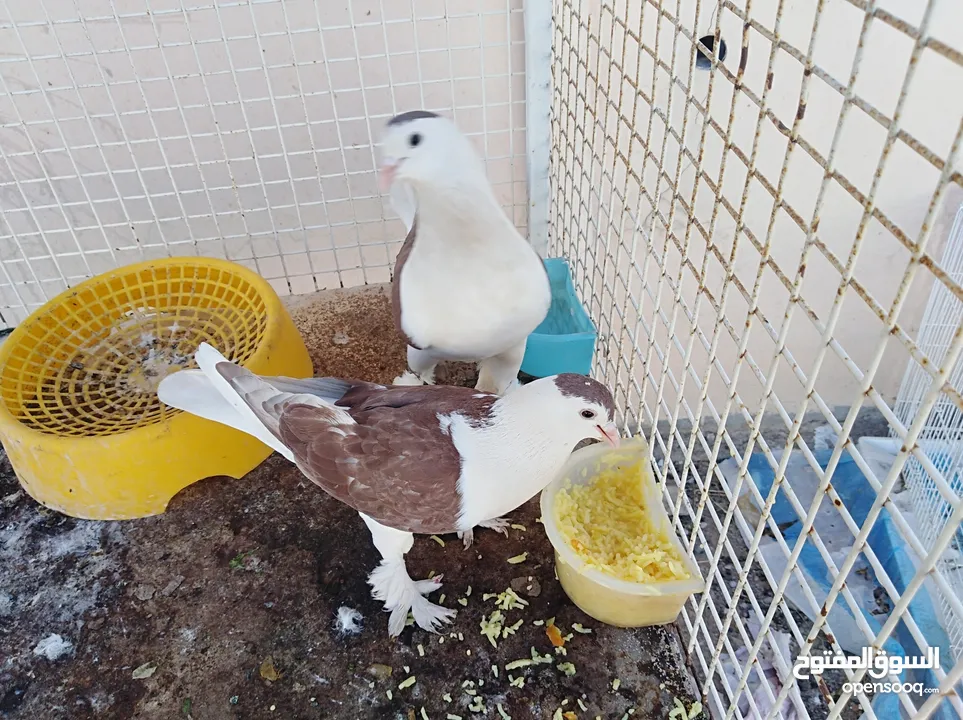 للبيع حمام شيرازي : Pigeons : Al Sharqiya Al Mudaibi (207385092)