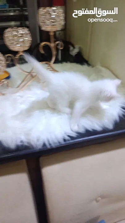 قطه ميكس صغيره بيضاء  Kitten ..............................................