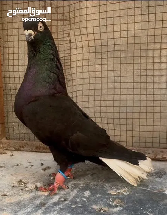 متاح 6 حبات طيور حمام