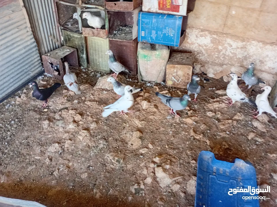 متاح سبع جواز زواجل ومراسليات