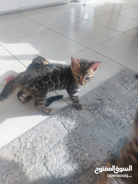 Bengal kittens 2 months old