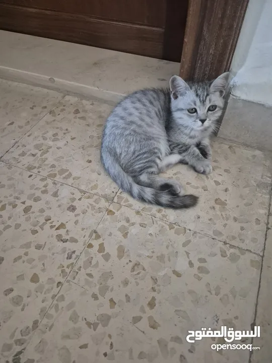 قط سكوتس عمر 3 اشهر للبيع