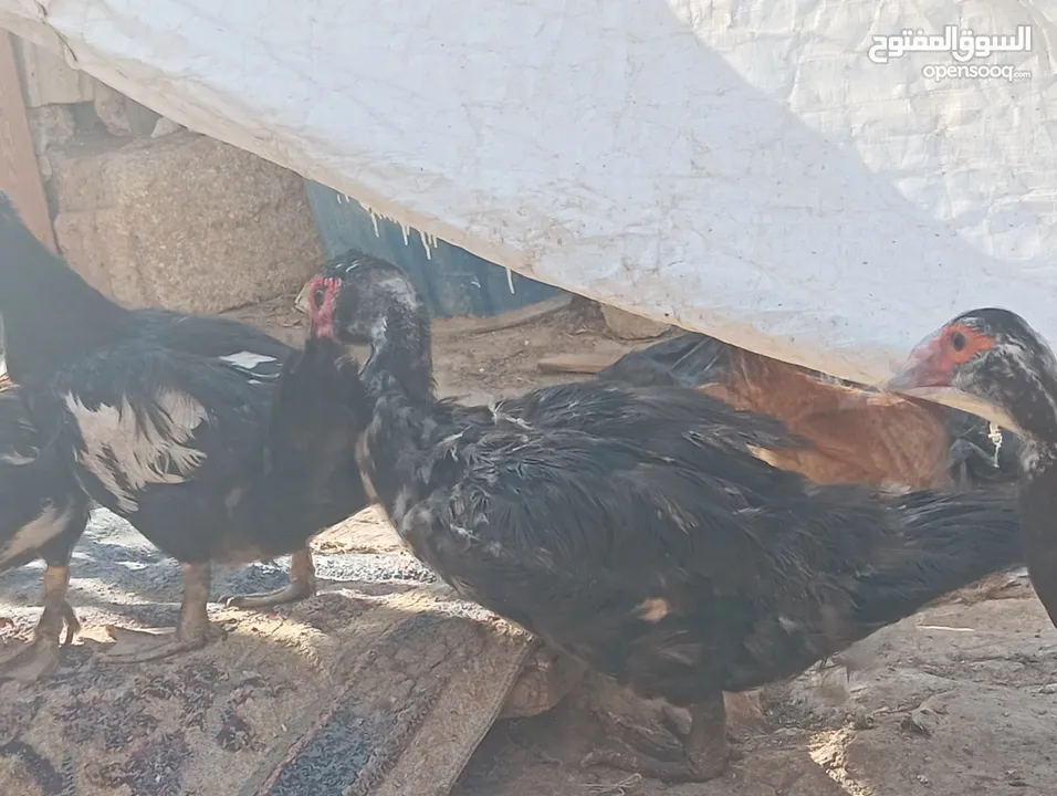 طيور للبيع بغرض نقل مكان السكن