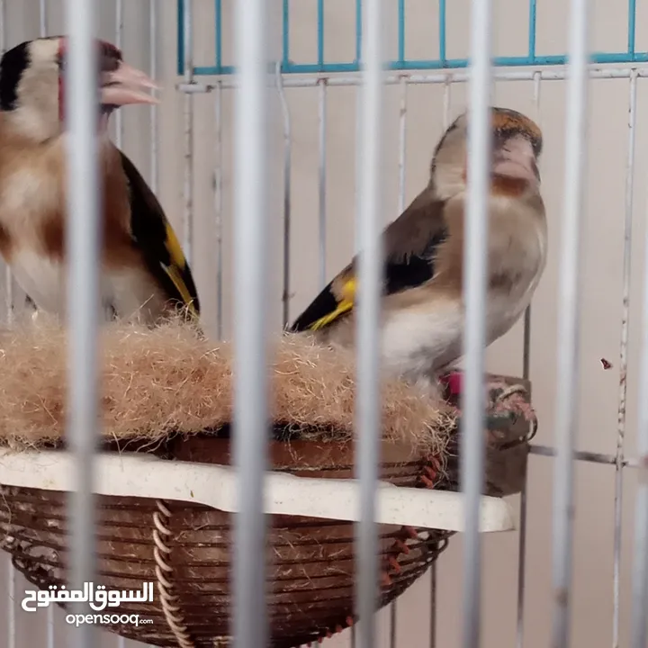 جوز حسون شغالات تربيه قفص فوق الثلاث سنين