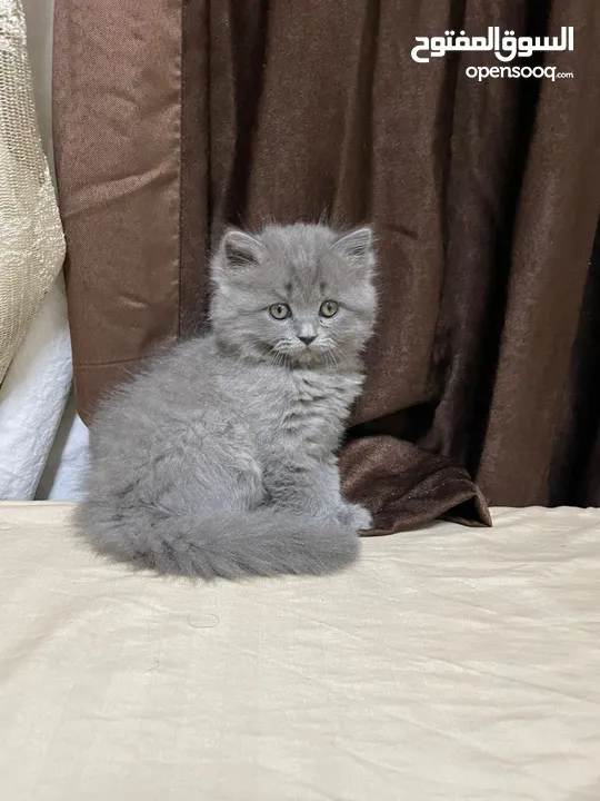 قطط بريتش ستريت وفولد للبيع