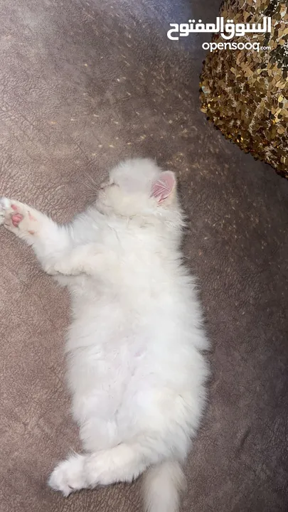 شيرازي ثلاث شهور