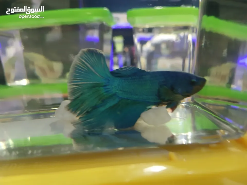 betta Fish Available  with good Colour سمكة بيتا