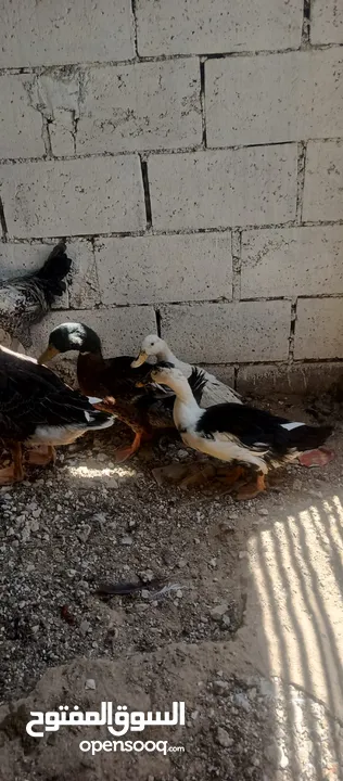 مطلوب بيض بط وبيض حبش