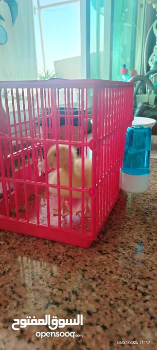 بطه مع قفصها