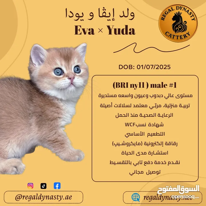 High-level British Shorthair kittens with pedigree