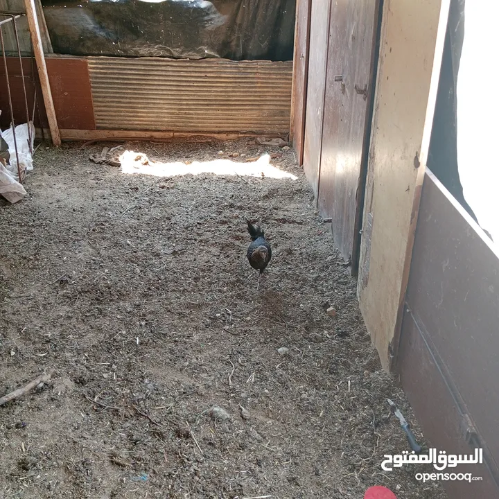 فراخ للبيع السلط