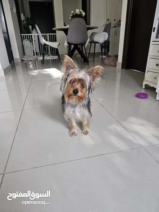 yorkshire Terrier