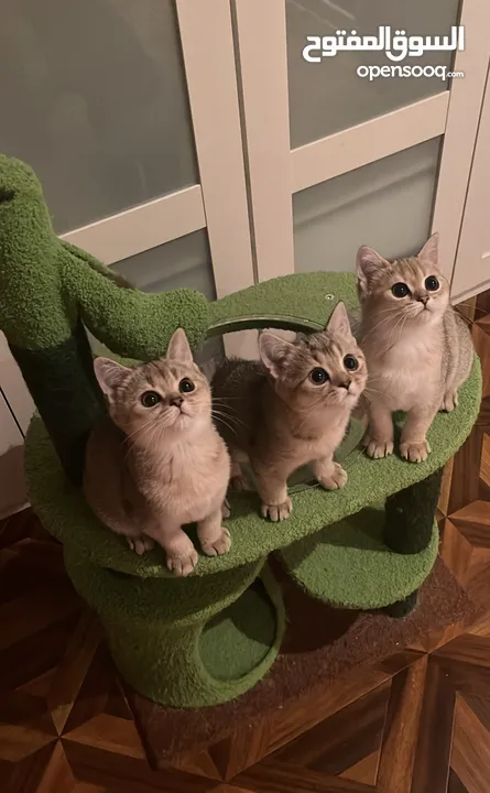 3kitten british short hair  