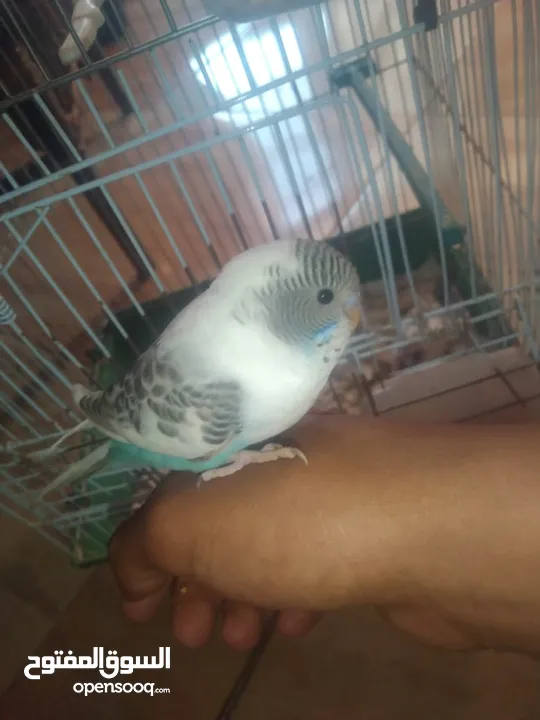 عصافير حب بادجي 2 مع القفص