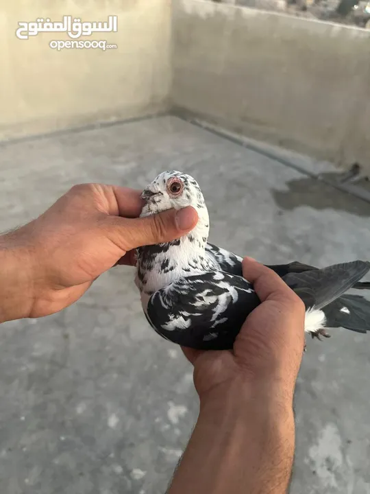 تنظيف سطح جوزين بسعر حرق