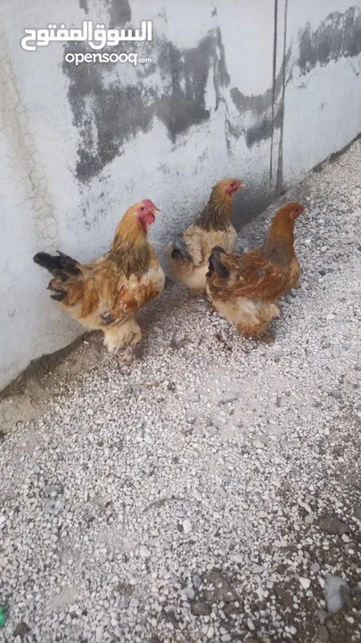 دجاج براهمه للبيع حجم جامبو
