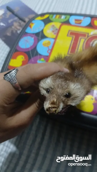 حيوان mink محنط الحيوان نادر