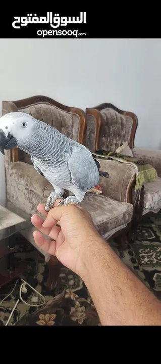 ببغاء كاسكو متحدث نمبر ون اليف عجينه محجل حجل فضي بطلع على الايد وما بعض نهائيا شوف الوصف