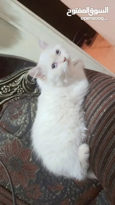 انثى شيراز هملايا عمر شهرين وذكر هملايا اورانج عمر 3شهور