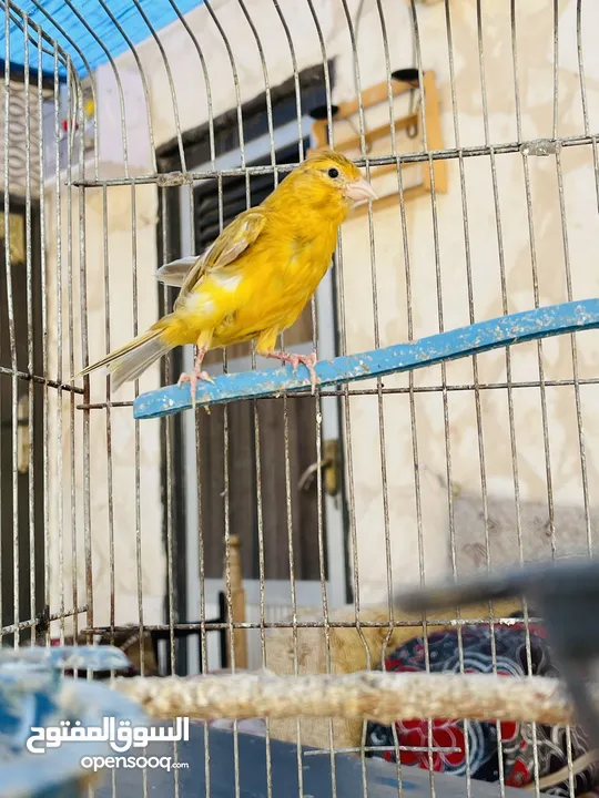 فحل كنا. ماوردي ابو فراخ