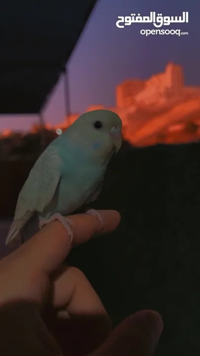 طير حب أليف مناسب للأطفال