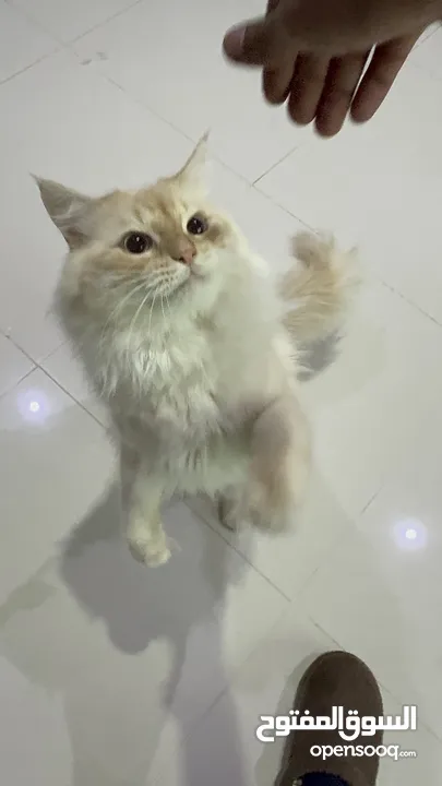 Persian Maine coone mix  مكس شيرازي و ماين كوون
