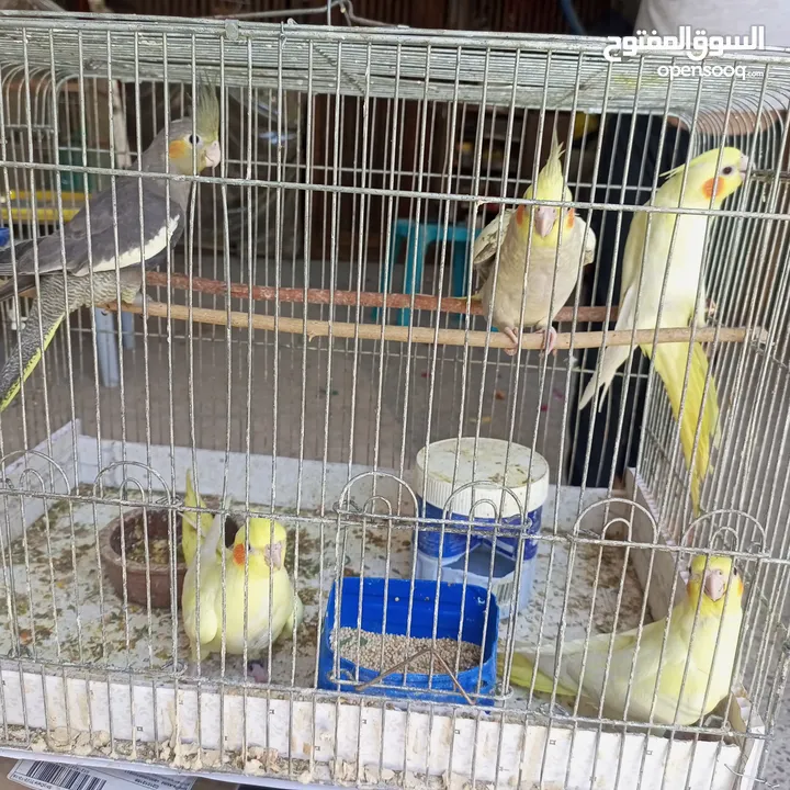 عصافير كوكتيل .أليف