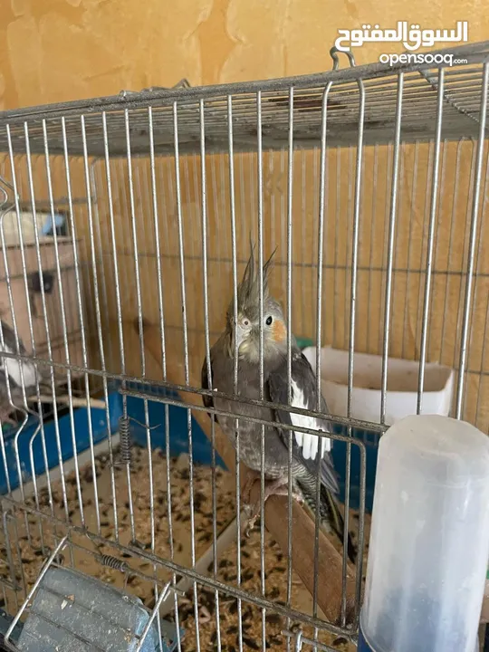 جوز كوكتيل للبيع بداعي السفر