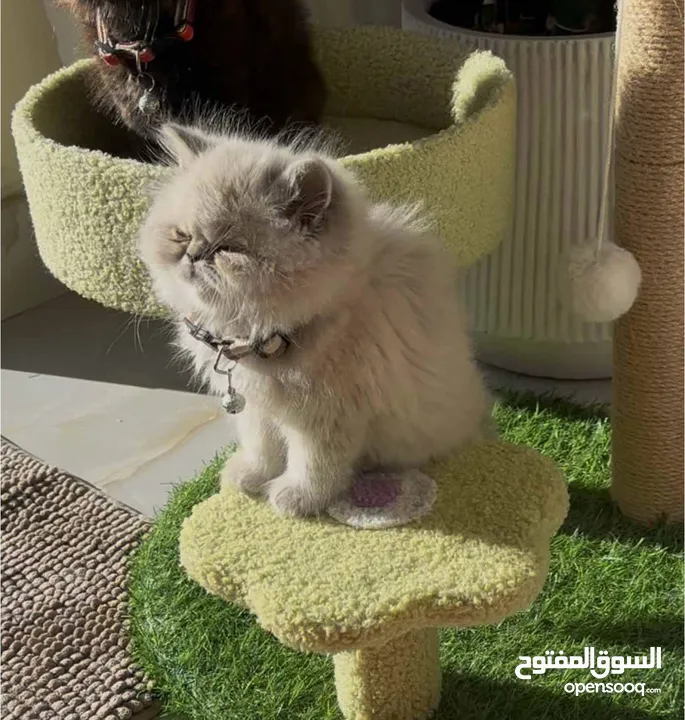 ذكر هملايه مكس بيرشن ليس تبني تفاصيل تحت