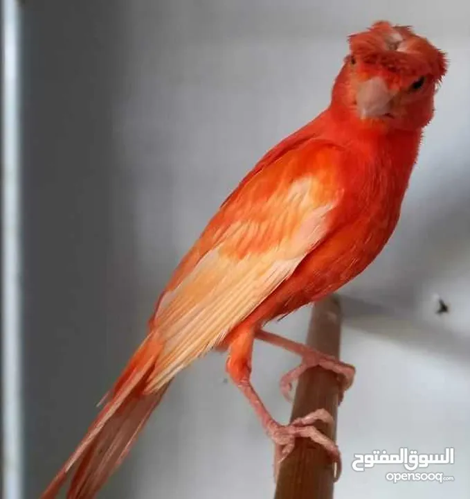 يوجد سطح حمام كامل للبيع او للبدل على كنار، قطعة كش كاملة وجواز زق