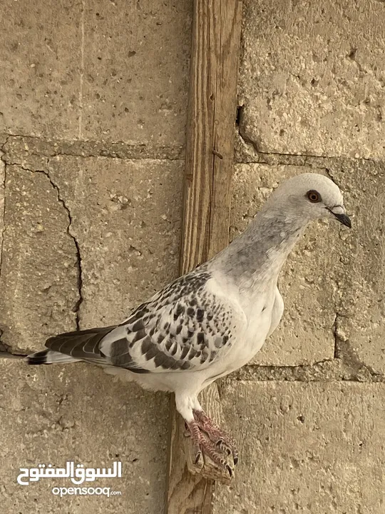 طيور حمام 13 حبه شوف الوصف